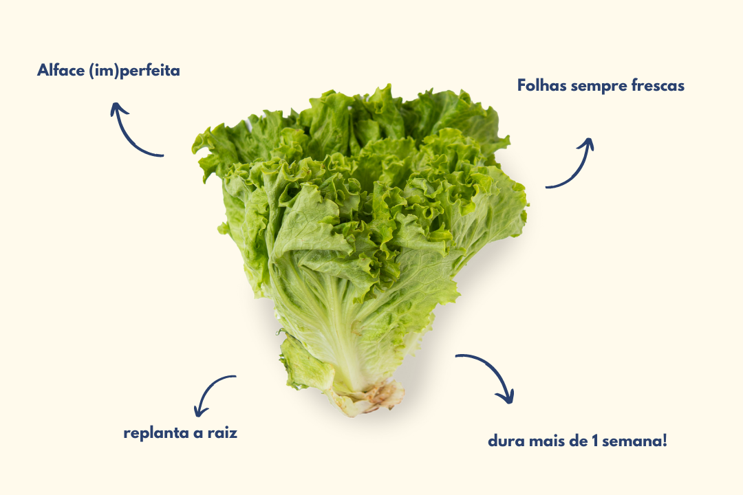 Como conservar uma alface sempre fresca