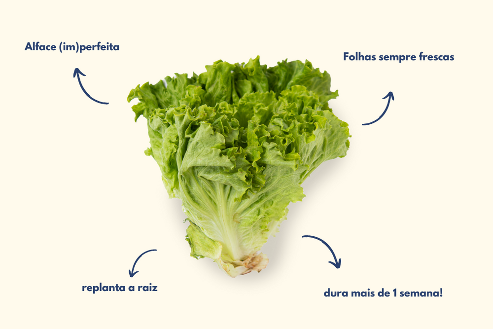 Como conservar uma alface sempre fresca