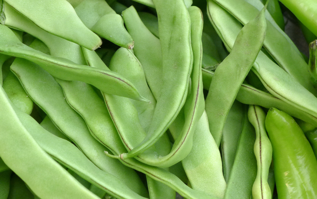 Como fazer o feijão-verde durar mais tempo