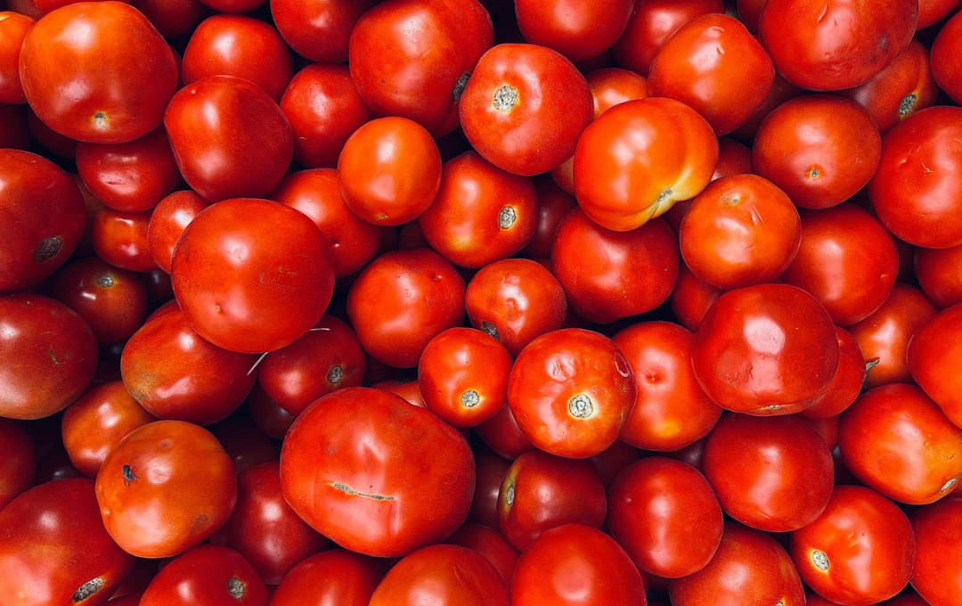 As batatas são filhas do tomate