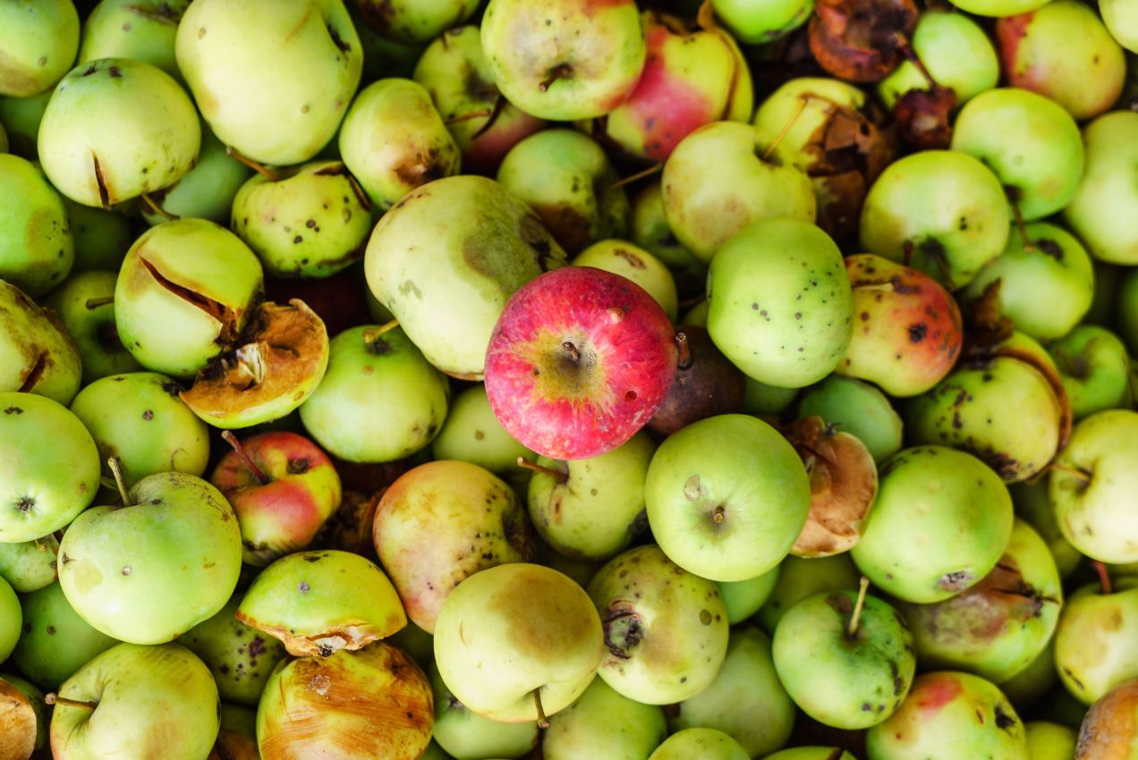 Frutas com bolor 🍋