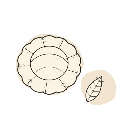 Ilustração de couve